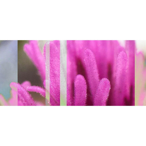 Stripes: Owl Clover A Gold Ornate Wood Framed Art Print with Double Matting by Tenoever, William