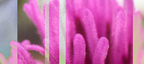 Stripes: Owl Clover A Black Ornate Wood Framed Art Print with Double Matting by Tenoever, William