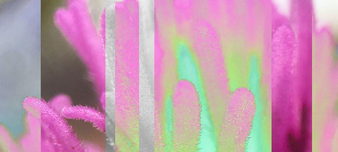 Stripes: Owl Clover B White Modern Wood Framed Art Print with Double Matting by Tenoever, William