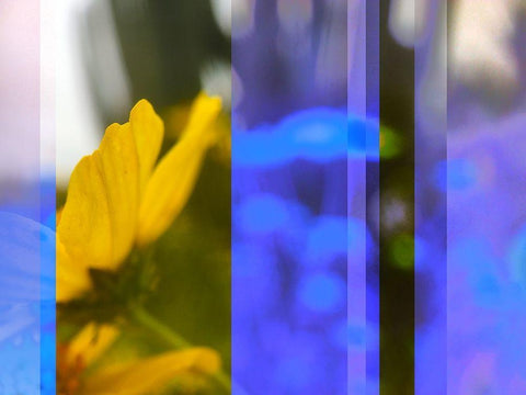 Stripes: Brittle Bush White Modern Wood Framed Art Print with Double Matting by Tenoever, William