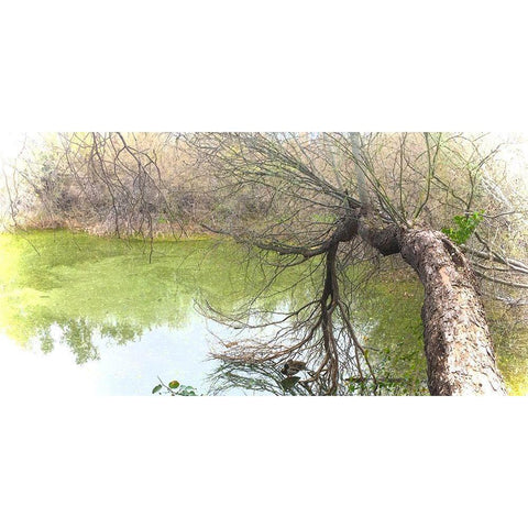Pair of Mallards on Water White Modern Wood Framed Art Print by Tenoever, William