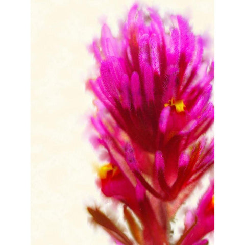 Owl Clover in Bloom 1 Black Modern Wood Framed Art Print with Double Matting by Tenoever, William