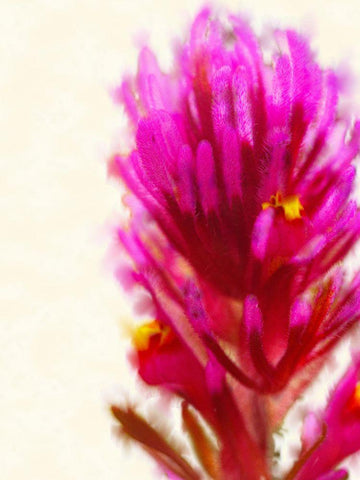 Owl Clover in Bloom 1 Black Ornate Wood Framed Art Print with Double Matting by Tenoever, William