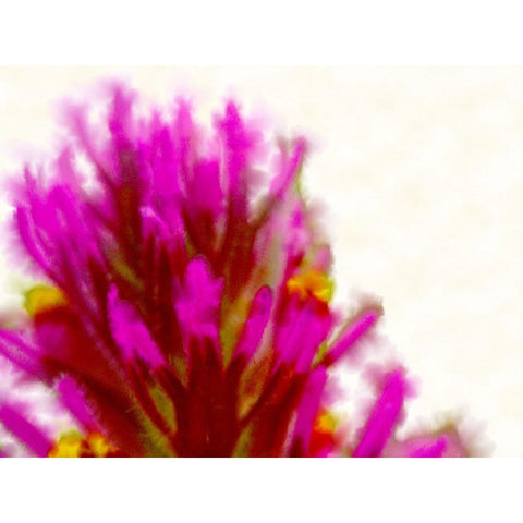 Owl Clover in Bloom 2 White Modern Wood Framed Art Print by Tenoever, William