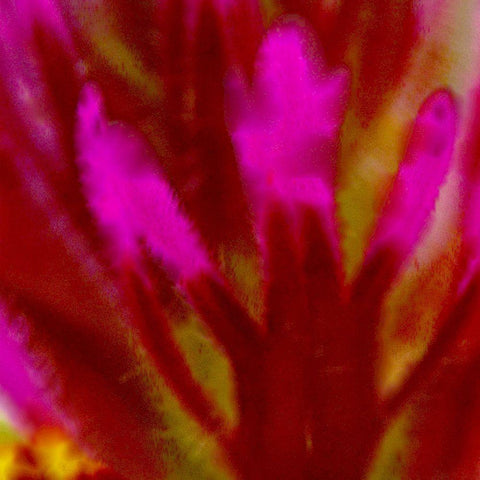 Owl Clover in Bloom 4 Black Ornate Wood Framed Art Print with Double Matting by Tenoever, William