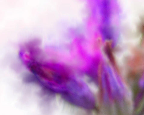 Blue Dicks W/C Bloom 2 White Modern Wood Framed Art Print with Double Matting by Tenoever, William