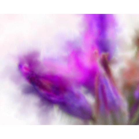 Blue Dicks W/C Bloom 2 Black Modern Wood Framed Art Print by Tenoever, William