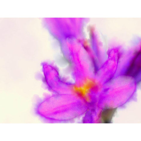 Blue Dicks W/C Bloom 3 Gold Ornate Wood Framed Art Print with Double Matting by Tenoever, William