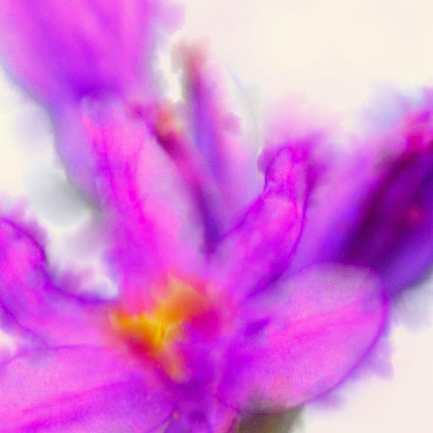 Blue Dicks W/C Bloom 4 Black Modern Wood Framed Art Print by Tenoever, William