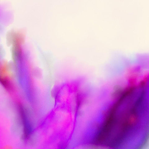 Blue Dicks W/C Bloom 5 Black Modern Wood Framed Art Print by Tenoever, William