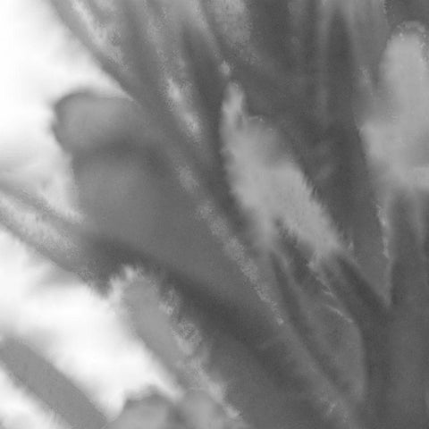 Grey Flora 2 Black Modern Wood Framed Art Print with Double Matting by Tenoever, William