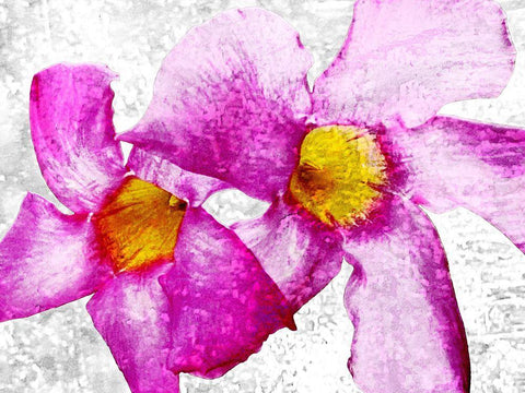 Flora Obscura 1 White Modern Wood Framed Art Print with Double Matting by Tenoever, William