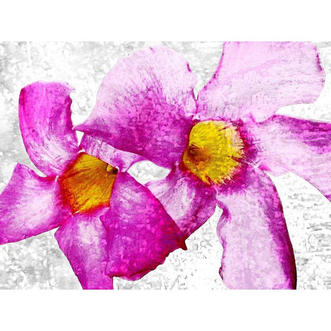 Flora Obscura 1 White Modern Wood Framed Art Print by Tenoever, William