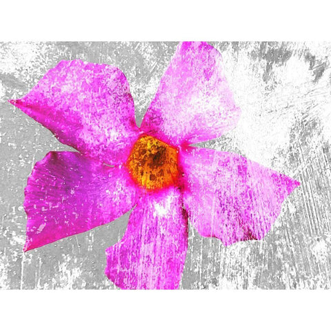 Flora Obscura 2 Black Modern Wood Framed Art Print with Double Matting by Tenoever, William