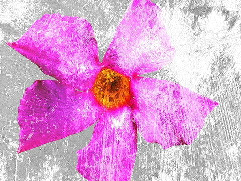 Flora Obscura 2 White Modern Wood Framed Art Print with Double Matting by Tenoever, William