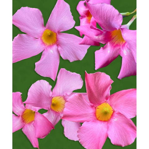 Pink Flowers on Green Gold Ornate Wood Framed Art Print with Double Matting by Tenoever, William