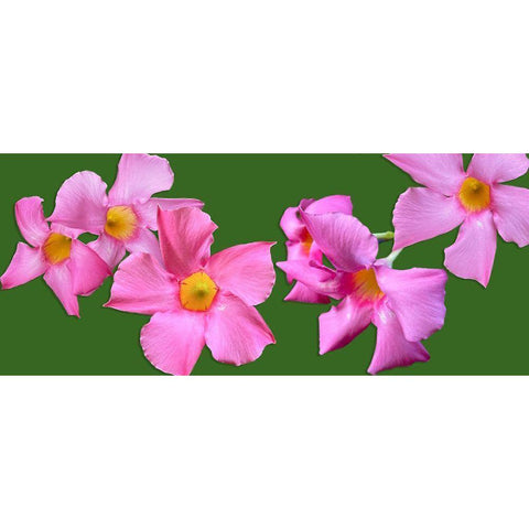 Pink Flowers on Green White Modern Wood Framed Art Print by Tenoever, William