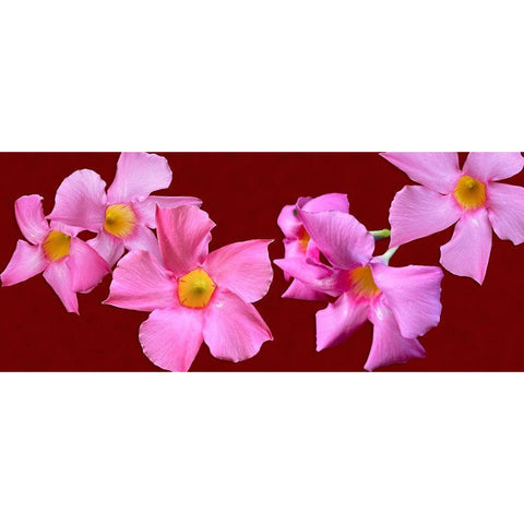 Pink Flowers on Red Black Modern Wood Framed Art Print by Tenoever, William