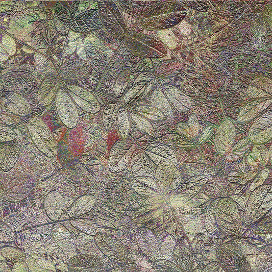 Image Only