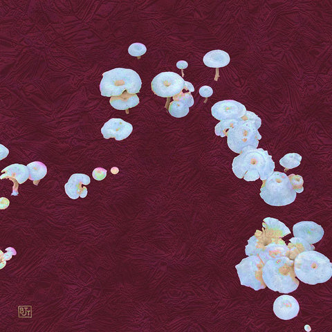 White Mushrooms Ver3 Black Modern Wood Framed Art Print by Tenoever, William