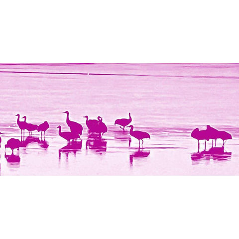 Sand Hill Cranes in Willcox 1b Gold Ornate Wood Framed Art Print with Double Matting by Tenoever, William