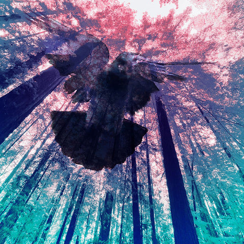 Dove in Flight Black Ornate Wood Framed Art Print with Double Matting by Tenoever, William