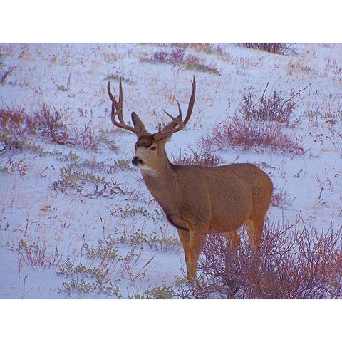 Estes Park 4: Bull Deer I Black Modern Wood Framed Art Print with Double Matting by Popcorn