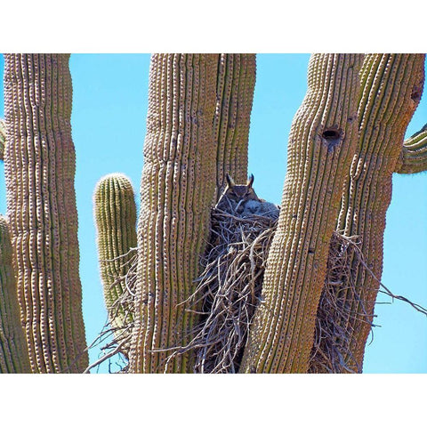 Great Horned Owl I White Modern Wood Framed Art Print by Popcorn