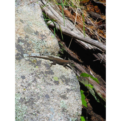 Lizard I Gold Ornate Wood Framed Art Print with Double Matting by Popcorn