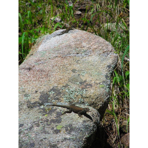 Lizard II White Modern Wood Framed Art Print by Popcorn