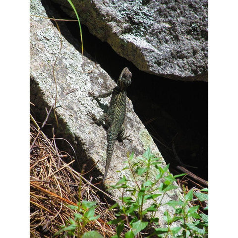 Lizards III Black Modern Wood Framed Art Print by Popcorn