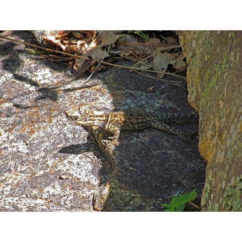 Lizard V Black Modern Wood Framed Art Print by Popcorn