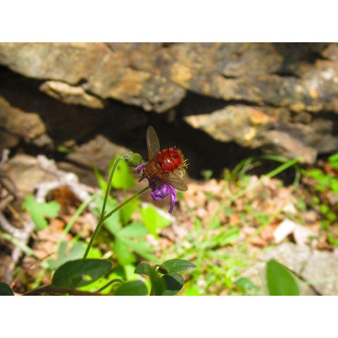 Insect II Gold Ornate Wood Framed Art Print with Double Matting by Popcorn