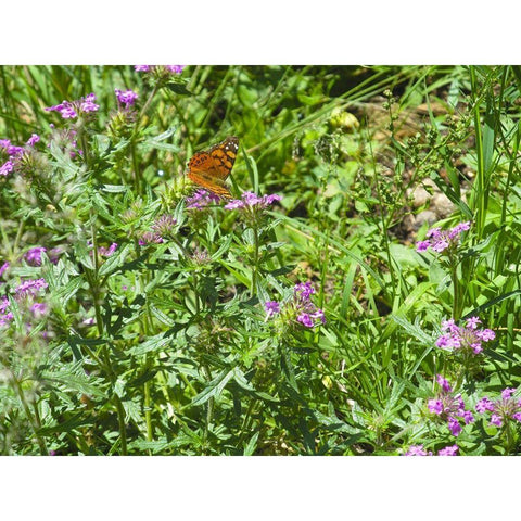 Butterfly I Black Modern Wood Framed Art Print with Double Matting by Popcorn