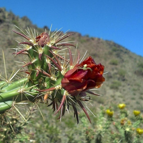 Cholla Bloom IV : Crab Spider Black Ornate Wood Framed Art Print with Double Matting by Popcorn
