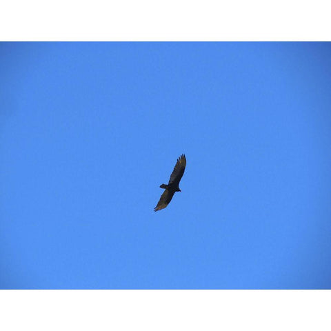 Turkey Vulture I Black Modern Wood Framed Art Print with Double Matting by Popcorn