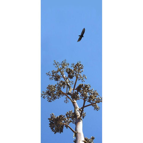 Turkey Vulture II White Modern Wood Framed Art Print by Popcorn