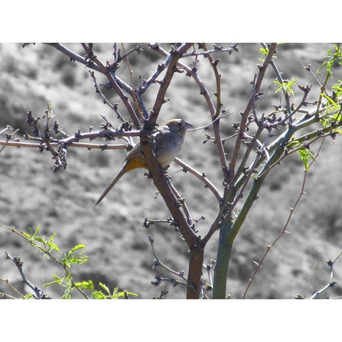 Finch I BandW Black Modern Wood Framed Art Print by Popcorn