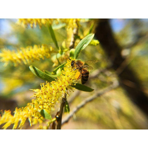 Bee in Mesquite Tree Black Modern Wood Framed Art Print by Popcorn