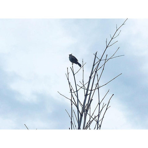 Bird Silhouette: Original Black Modern Wood Framed Art Print by Popcorn