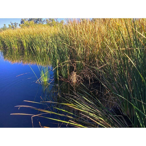Coot on water Black Modern Wood Framed Art Print by Popcorn