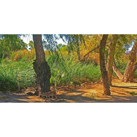 Bobcat II: Composite Black Modern Wood Framed Art Print by Popcorn