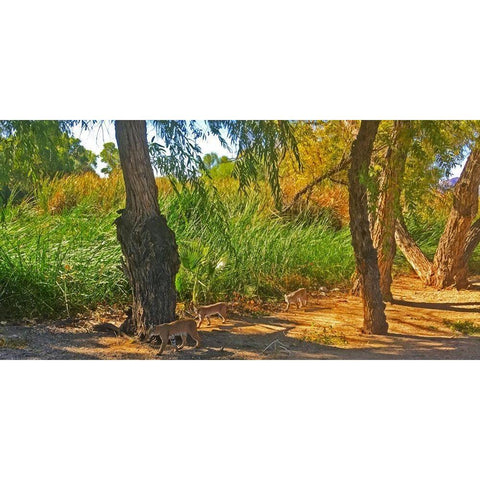 Bobcat III: Vector Gold Ornate Wood Framed Art Print with Double Matting by Popcorn