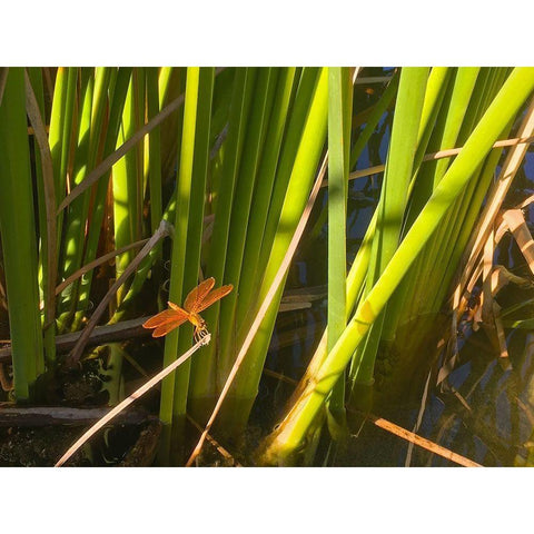 Dragon Fly Black Modern Wood Framed Art Print by Popcorn