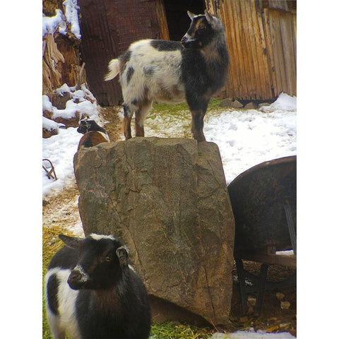 Three Goats  Black Modern Wood Framed Art Print by Popcorn