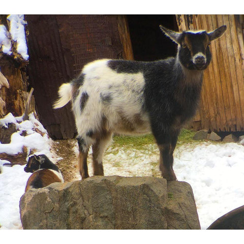 Two Goats White Modern Wood Framed Art Print by Popcorn