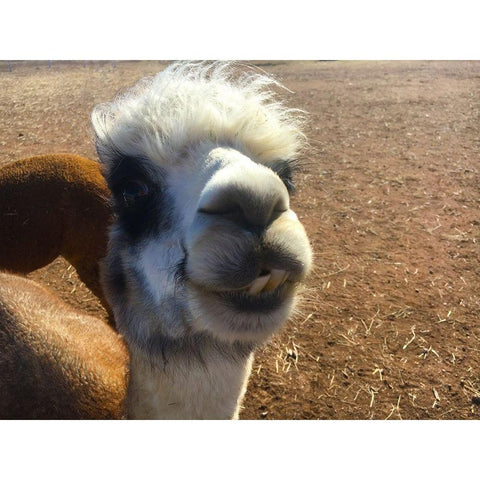 Alpaca I White Modern Wood Framed Art Print by Popcorn
