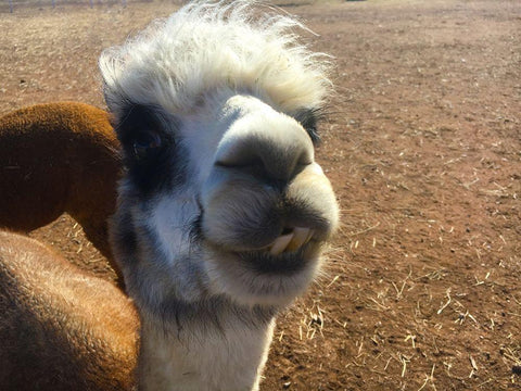 Alpaca I Black Ornate Wood Framed Art Print with Double Matting by Popcorn