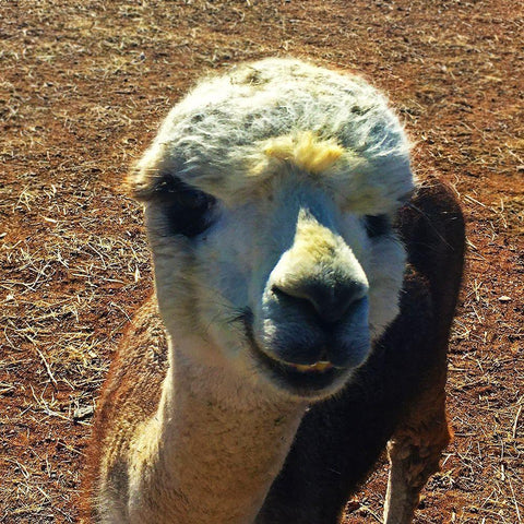 Alpaca III Black Modern Wood Framed Art Print with Double Matting by Popcorn