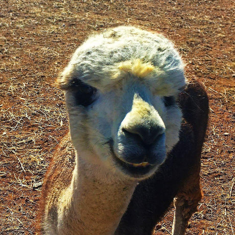 Alpaca III Black Ornate Wood Framed Art Print with Double Matting by Popcorn